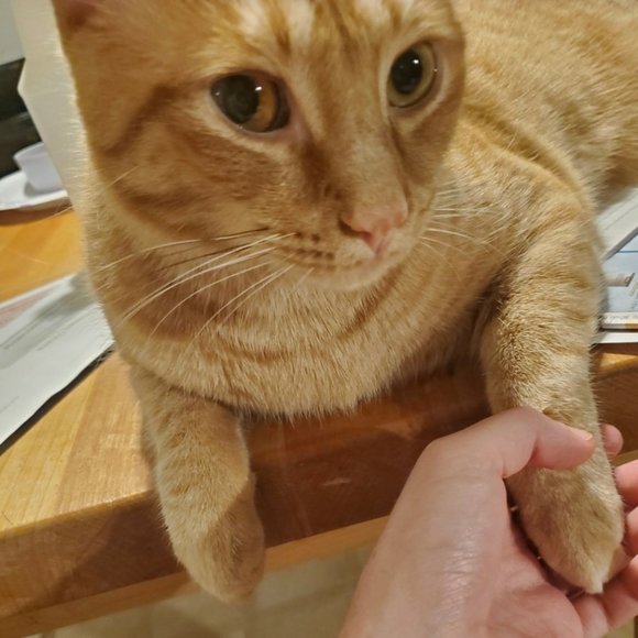 hello hello - Picture 1 of 2